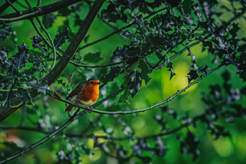red robin on a branch