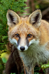Fototapeta premium A curious fox