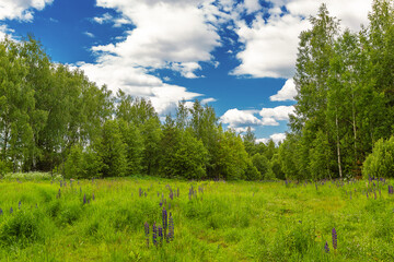 wonderful and beautiful glade in the forest in sunny weather