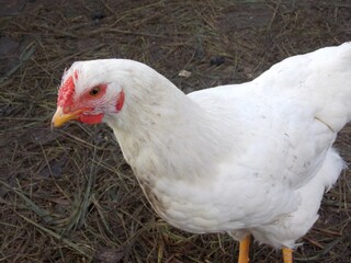 white chicken on a farm