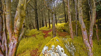 Magical fairytale forest with ancient evergreen trees, moos and lichen and a hiking trail going...