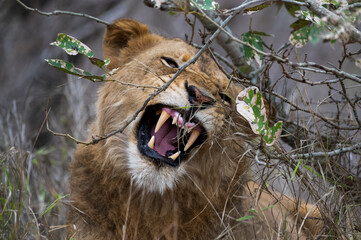 Portrait of a young male lion baring his teeth as he growls at intruders