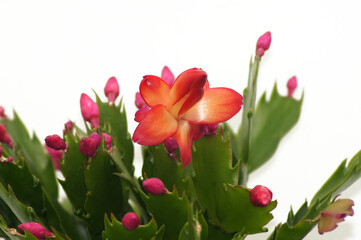 Weihnachtskaktus Schlumbergera freigestellt auf weißem Hintergrund