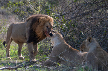 Black maned lion eyeing his females with intent as he approaches © robbyh