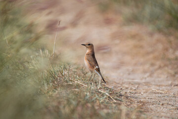 Isabelline wheatear (Oenanthe isabellina) standing among steppe grass