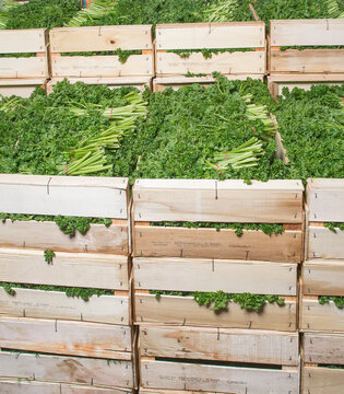  persil pour l'alimentation, plantes aromatiques conditionn&eacute;es en cagettes bois pour l'exp&eacute;dition