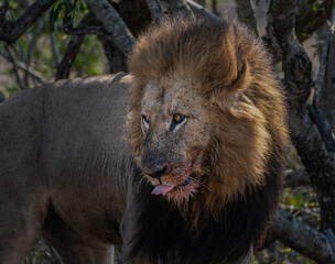 Portrait of a male lion with his deformed tong sticking out  
