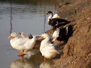 duck and ducklings