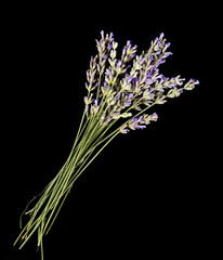 Fototapeta premium bouquet de thym sur fond noir plante médicinale et culinaire