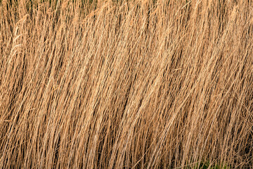 roseau Sanils nature étang jaune plante gros plan