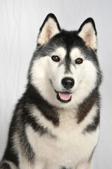 Black and white Siberian Husky