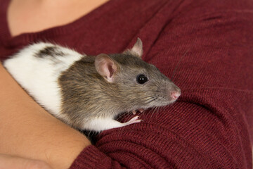 Brown and white domestic pet rat being held