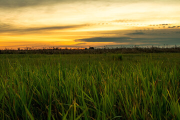 sunset over the field