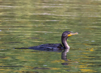 Double Crested Cormorant swimming