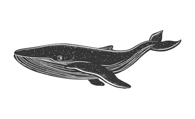 Graphical hand painted whale. Whale logo. Sperm whale and humpback whale