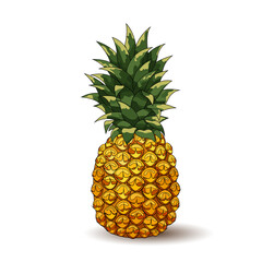 Pineapple. Realistic pineapple isolated on a white background. 