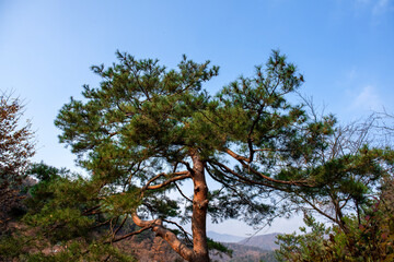 The landscape of beautiful fine tree background blue sky.
