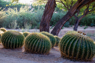 Ground level view of barrel cactus with trees in desert landscape