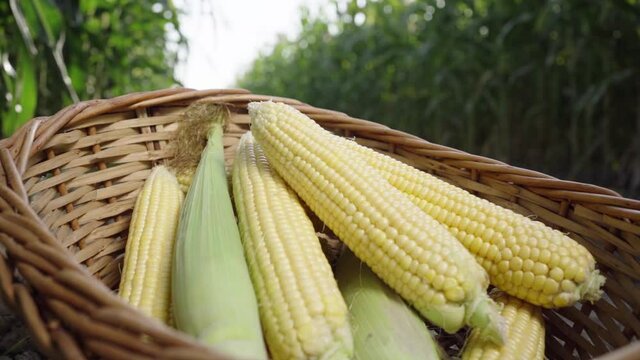basket of corn on the background of a cornfield