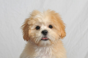 Havanese puppy with a white background