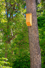 nest made of wood in a pine