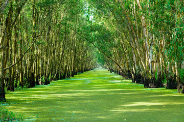 Sailing boat in Tra Su flooded indigo forest trees, a preserved forest in the Mekong Delta. Located...