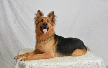 Long haired German Shepard laying down