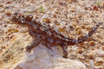 Australian Thorny Devil, Moloch horridus, an ant-eating lizard, natural habitat in Kalbarri, Western Australia, lateral view