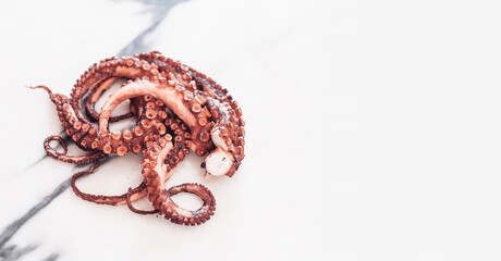 Raw octopus on a marble table, white space on the background