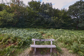 photography of a bench in the field