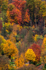 Herbstlicher Wald auf einem Hügel