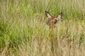 photography of a free deer