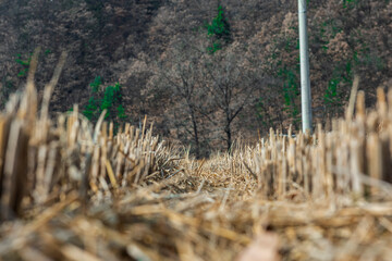 Fototapeta premium Curious rise ridge path at autumn after harvest.
