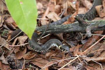 European viper (Vipera berus), also known as the European adder. Mountain melanistic form. Wildlife...