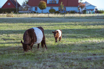 A young belted Galloway calf following his mother in a green summer pasture in southern Sweden