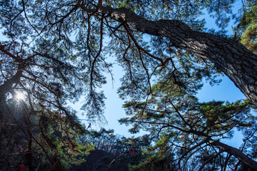 The landscape of beautiful fine tree background blue sky.