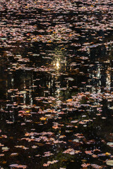 Reflection auf einem Teich im Herbst