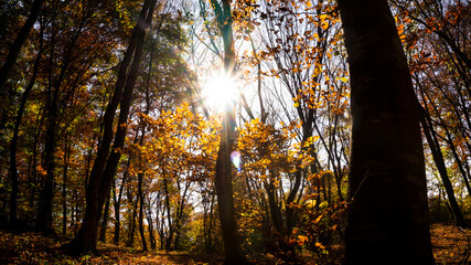 Forest near sunset, autumn 
