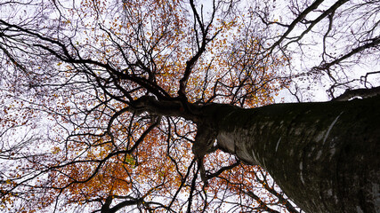 Tree with last leaves november