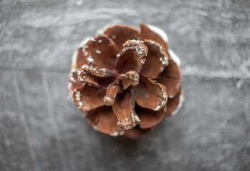 close up of pine cone