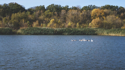 Fototapeta na wymiar A group of swans on a small lake in the autumn.