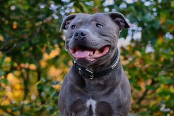 Close-up of Staffordshire Bull Terrier Watching its Surroundings in the Nature. Head Portrait of...