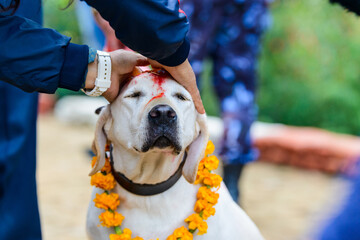 Celebrating Kukur Tihar festival in Kathmandu, Nepal. Labrador with red tika and marigold garland.