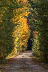 Feldweg gesaeumt von Baeumen in Herbstlichen Farben