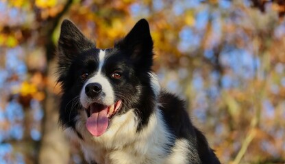 Close-up of Border Collie Head with Tongue Out in Sunny Autumn Forest. Portrait of Happy Black and White Dog in Nature during Fall Season.