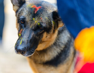 Celebrating Kukur Tihar festival in Kathmandu, Nepal. German shepherd with tika on his forehead.