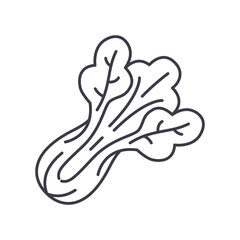 Chinese cabbage icon, linear isolated illustration, thin line vector, web design sign, outline concept symbol with editable stroke on white background.