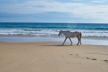 photography of a horse on the beach