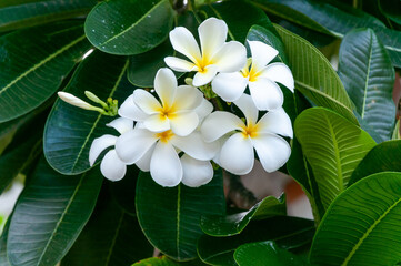 Fototapeta na wymiar White frangipani plumeria flower on the tree