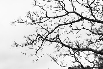 Fototapeta na wymiar branches of a tree silhouette